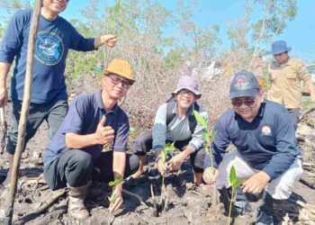 Penanaman mangrove
