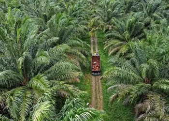Kebun sawit