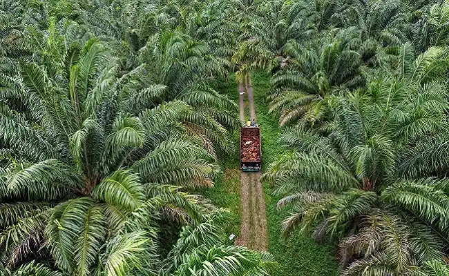 Kebun sawit