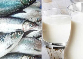 Susu Ikan
