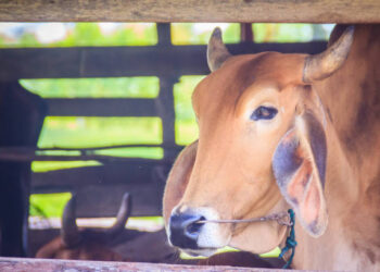 Sapi ditembak di kepala
