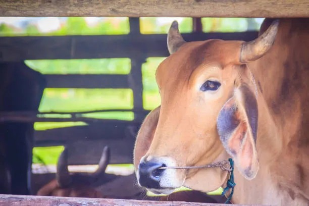 Sapi ditembak di kepala