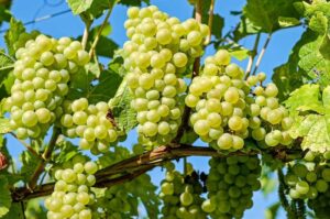 Anggur Muscat