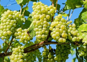 Anggur Muscat