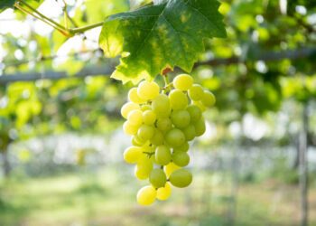 Anggur Muscat Berbahaya