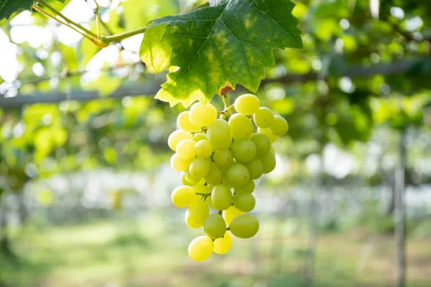 Anggur Muscat Berbahaya
