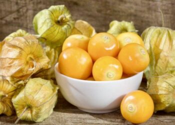 Gilden Berry atau Ciplukan