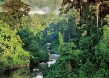 Hutan Borneo