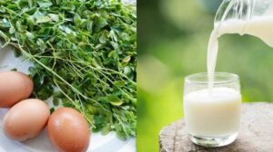 Daun kelor dan telur jadi pengganti susu