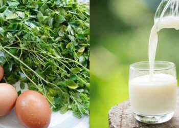 Daun kelor dan telur jadi pengganti susu