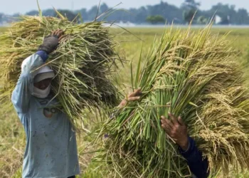 Produksi beras cetak rekor