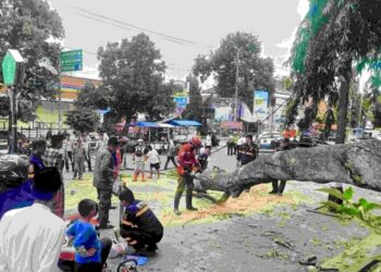 Pohon tumbang