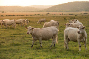 Kurban di daerah lain