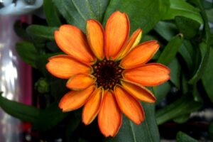 Bunga zinnia