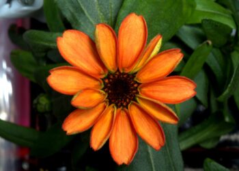 Bunga zinnia