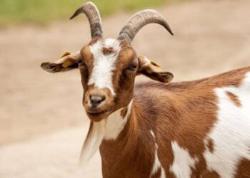 Kambing