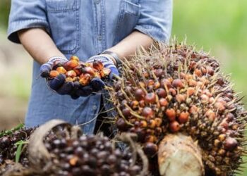Kelapa sawit