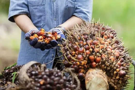 Kelapa sawit