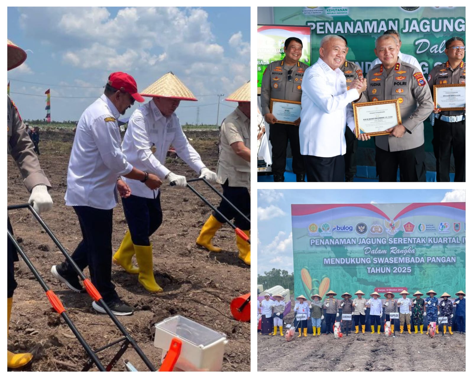 tanam jagung di lahan raw