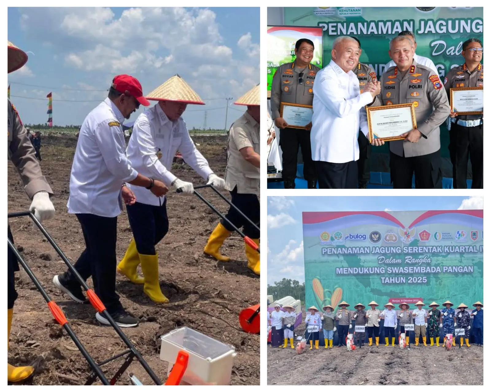 tanam jagung di lahan raw
