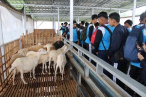 Siswa SMP Muhammadiyah Darul Arqom belajar beternak kambing