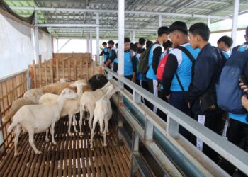 Siswa SMP Muhammadiyah Darul Arqom belajar beternak kambing