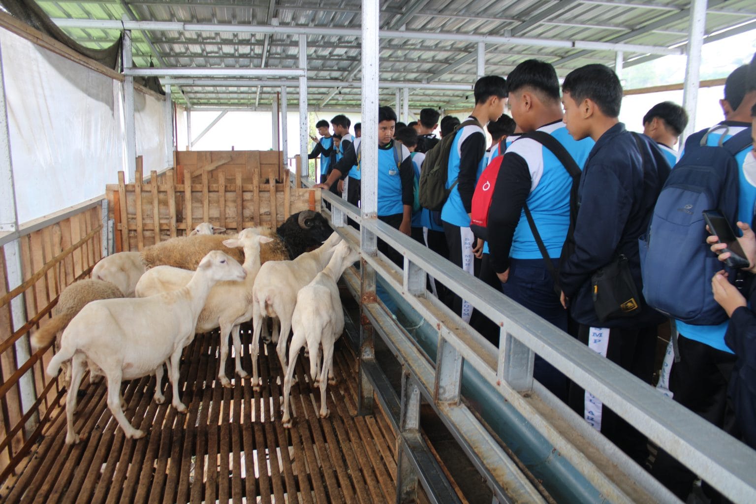 Siswa SMP Muhammadiyah Darul Arqom belajar beternak kambing