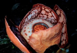 Rafflesia hasseltii