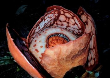 Rafflesia hasseltii