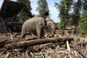 Gajah Bersihkan Kayu Besar Pascabanjir