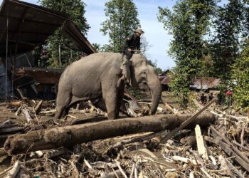 Gajah Bersihkan Kayu Besar Pascabanjir