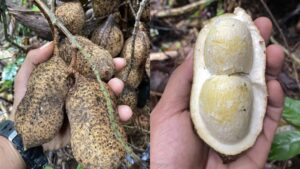Kacang tanah kalimantan