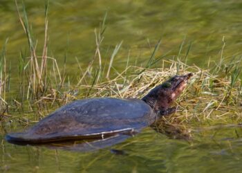 Hukum makan labi-labi