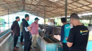 persiapan sapi kurban 1447 H Masjid Al Jihad dan BSI Maslahat