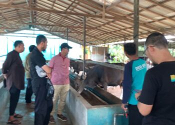 persiapan sapi kurban 1447 H Masjid Al Jihad dan BSI Maslahat