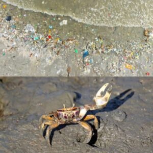 Kepiting Bisa Bikin Mikroplastik Hilang dari Bumi