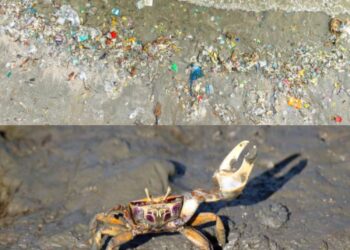 Kepiting Bisa Bikin Mikroplastik Hilang dari Bumi