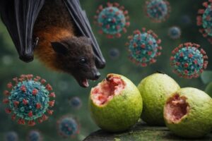 Virus Nipah dari Kelelawar buah