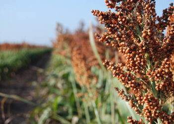 BRIN Kembangkan Sorgum Pengganti Gandum