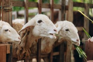 Kementerian Haji Apresiasi Fatwa Muhammadiyah Soal Pemindahan Dam ke Tanah Air