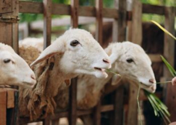 Kementerian Haji Apresiasi Fatwa Muhammadiyah Soal Pemindahan Dam ke Tanah Air