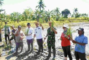 Penanaman padi lokal Siam Karang Duku di kawasan Sungai Andai