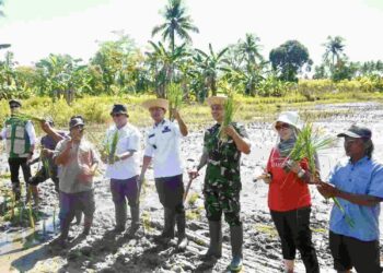 Penanaman padi lokal Siam Karang Duku di kawasan Sungai Andai