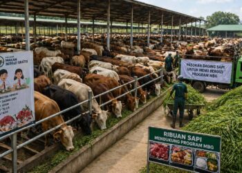 BGN Luruskan Isu 19 Ribu Sapi untuk Program MBG