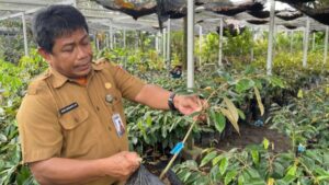 Kepala BBPTH terangkan pengembangan benih unggul berbasis tanaman endemik daerah