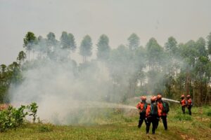 pengawasan hutan