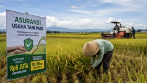 Petani yang gagal panen akan mendapatkan asuransi