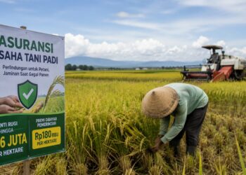 Petani yang gagal panen akan mendapatkan asuransi