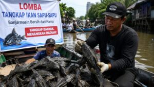 Ilustrasi rencana Pemko Banjarmasin adakan lomba tangkap ikan sapu-sapu