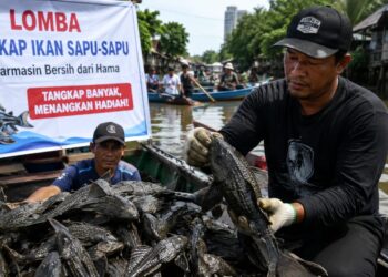 Ilustrasi rencana Pemko Banjarmasin adakan lomba tangkap ikan sapu-sapu